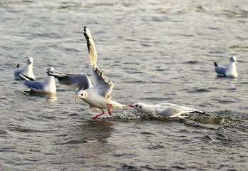 I'll punish you.One gull from the other stole a piece of bread and the first one tries to take this piece.