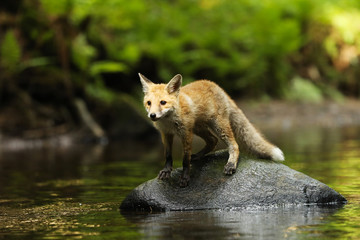 Young vixen of red fox staying in river - Vulpes vulpes