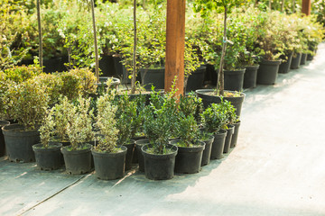 Garden market outdoor