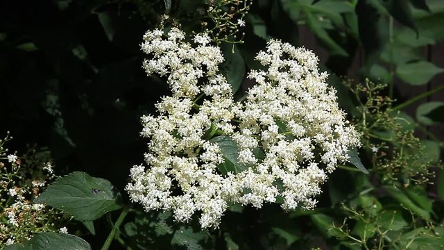 Bl&uuml;te des Holunder, Sambucus nigra, schwarzer Holunder, Heilpflanze