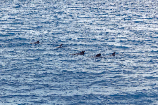 Pod of Short-finned pilot whales off coast of Tenerife.