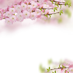 Fototapeta na wymiar Blossoming pink tree Flowers