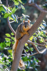 Naklejka na ściany i meble Red Tree Squirrel at Balboa Park in San Diego