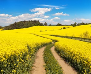 Field of rapeseed, canola or colza with rural road