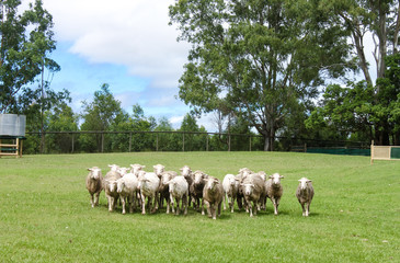 Fototapeta na wymiar Sheep being rounded up - some shorn and some with wool - in green field with gum trees and fence in background