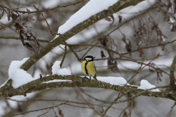 Chickadee on snowy branches willow ...
