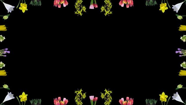 Frame of growing and opening Easter flowers 1a1 in PNG+ format with ALPHA transparency channel isolated on black background
