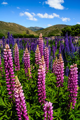 Flowering lupins in New Zealand in summer