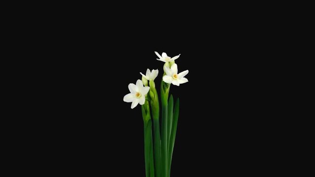 Time-lapse of opening narcissus Paperwhite (Narcissus Papyraceus) flowers 1a1 in PNG+ format with ALPHA transparency channel isolated on black background
