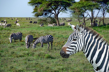 African zebras in Serengeti grasslands during great migration
