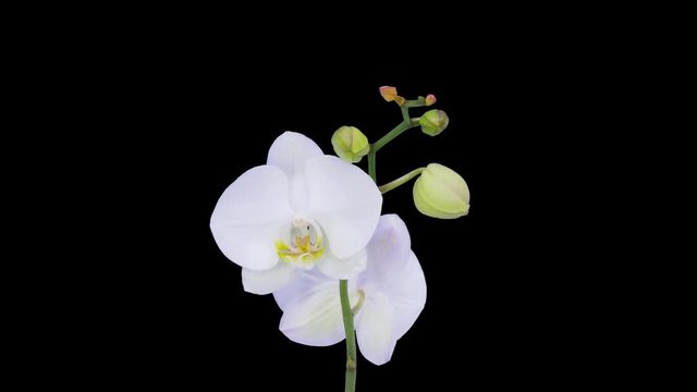 Time-lapse of opening white orchid 15a4 in 4K PNG+ format with ALPHA transparency channel isolated on black background
