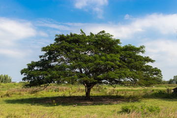 Rain tree in the field