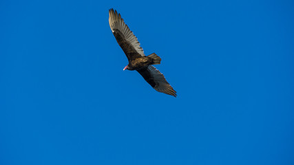 USA, Florida, Big bird - Turkey vulture flying in the air in everglades national park