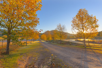 Autumn colored trees lining the road