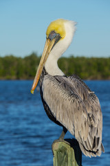 USA, Florida, Sideview of a brown pelican standing on a wood pile near water