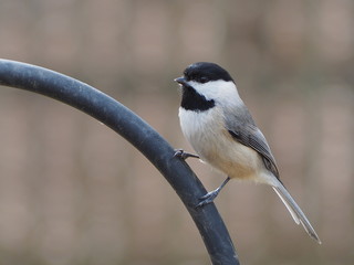 black-capped chickadee (Poecile atricapillus)