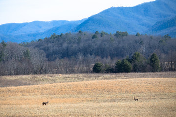 Tennessee