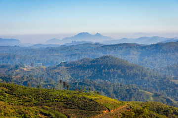 Tea plantations, Sri Lanka