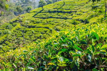 Fototapeta na wymiar Tea plantations, Sri Lanka
