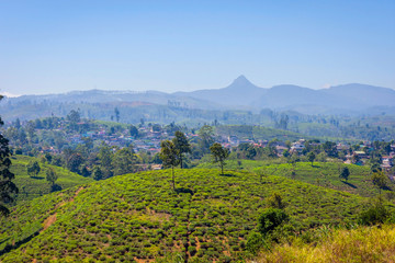 Fototapeta premium Tea plantations and Adams peak, Sri Lanka