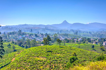 Fototapeta na wymiar Tea plantations and Adams peak, Sri Lanka
