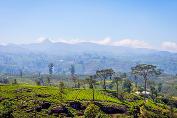 Fototapeta premium Tea plantations and Adams peak, Sri Lanka