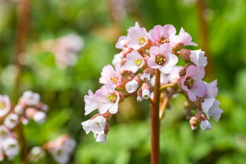 Spring flowers