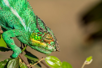 Endemic chameleon looking for a quarry in Madagascar