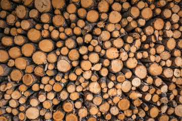 Getting energy by burning wood has been classed as a renewable energy source