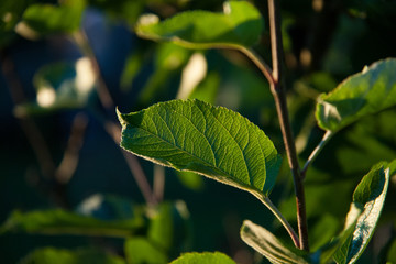 Looking through leaves