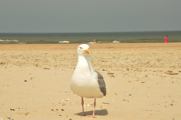 Eine Möwe gelandet am Strand