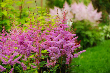 colorful blooming pink astilbe in summer garden in mixed border