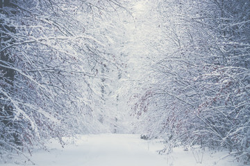 Winter landscape with a road leading into the dark snowy forest