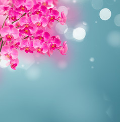Obraz na płótnie Canvas pink orchid branches