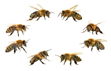 group of bee or honeybee on white background, honey bees