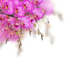 orchid flowers  branch