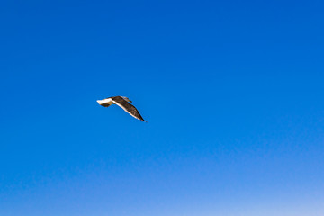 Seagull Flying at Blue Sky