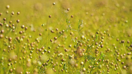 Naklejka premium Maturing flax in a large field, almost ready to harvest. Flax field in Summer. Field of golden flax seeds.