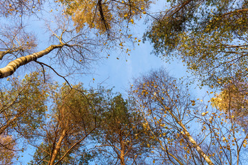 Tall trees forest viewed from below.