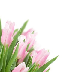 pink tulips close up