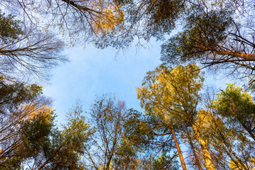 Tall trees forest viewed from below.