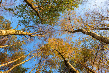 Tall trees forest viewed from below.