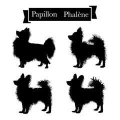 Dog breeds - Set of purebred papillon or continental toy spaniel and phalene dogs. Vector Illustration
