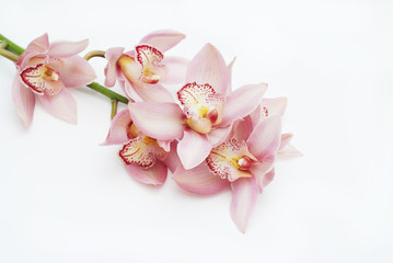 Close up Beautiful Pink Orchid Branch flower isolated over white background