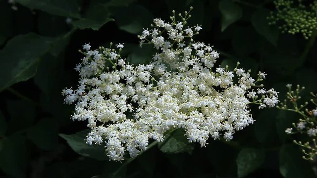 Bl&uuml;te des Holunder, Sambucus nigra, schwarzer Holunder, Heilpflanze