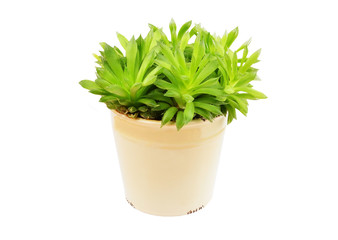 Succulent plant Haworthia cooperi