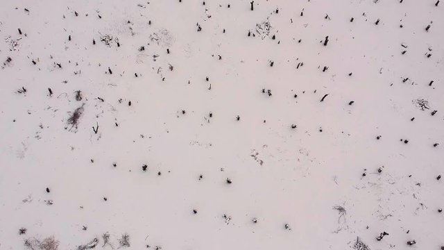 Cold winter morning in the steppe with white snow and trees. Aerial footage.  