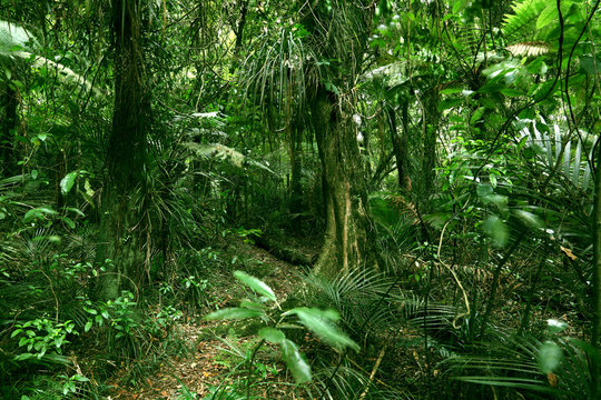 Fototapeta Trees and green leaves in tropical jungle forest