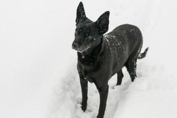 cane meticcio con pelo lucido nero durante una abbondante nevicata