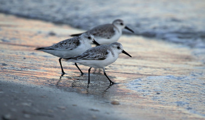 Three Sanderlings (Calidris alba) feeding in th surf at dusk.  Shot at Historic Virginia Key Beach...